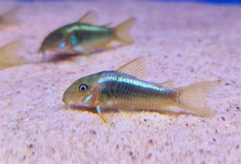 三間鼠混養|給你滿滿的鼠魚【三聯缸特輯】鼠魚混養缸開缸｜Corydoras 